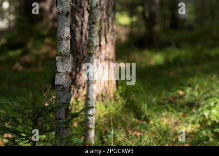 la bellezza e la particularité della natura à montagna, gli elementi naturali. Banque D'Images