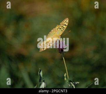 La nacre est un grand papillon de forêt jaune sur une fleur en fleur avec un fond doux. une espèce rare de papillon dans la forêt. Banque D'Images