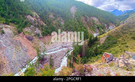 Rivière de montagne rapide Chuya avec l'eau boueuse coule des glaciers entre les roches avec des arbres secs et la forêt et la rive de pierre en Altai en Sibérie au coucher du soleil dedans Banque D'Images