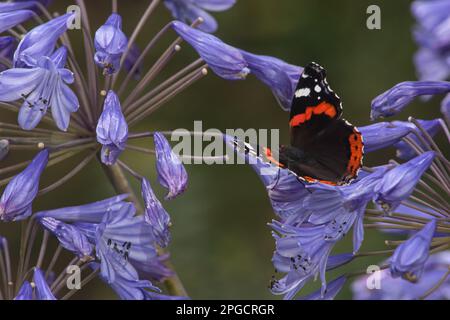 Gros plan de papillon noir avec des taches rouges et blanches assis sur et pollinisant bleu fleur agapanthus sur fond flou en journée Banque D'Images