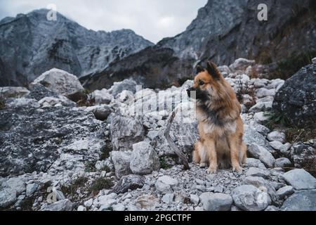 Adorable chien d'Elo, assis sur une pente de montagne en campagne Banque D'Images