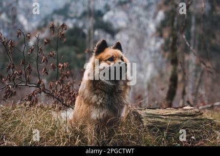 Mignon Elo chien assis près de la bûche sur le sol dans merveilleux forêt d'automne Banque D'Images