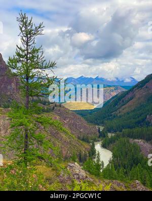 L'épicéa solitaire sur la toile de fond d'un panorama de montagnes sous les nuages avec la rivière Chuya sous une falaise en pierre dans l'Altai en Sibérie pendant Banque D'Images