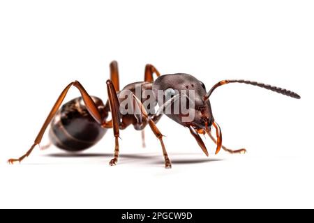 Photo macro d'un fourmis sur fond blanc montrant son corps, ses jambes et ses antennes complexes. Les détails agrandis révèlent sa nature délicate mais résistante Banque D'Images