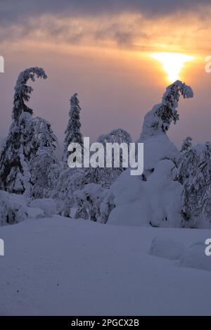 Coucher de soleil d'hiver dans le parc national de Pallas-Yllästunturi, Muonio, Laponie, Finlande Banque D'Images