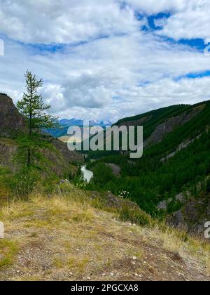 Une épicéa solitaire sur la toile de fond d'un panorama de montagnes sous les nuages avec la rivière Chuya sous un rocher de pierre dans l'Altai en Sibérie sur une brig Banque D'Images