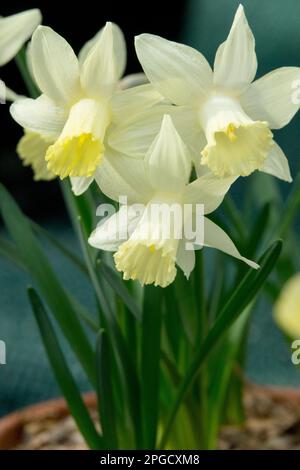 Narcisse 'Snow Baby', jonquille, trompette, jonquilles, Blooming, pot narcisses moderne Banque D'Images