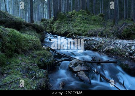 un corso d'acqua à un bosco di montagna Banque D'Images