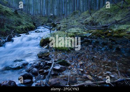 un corso d'acqua à un bosco di montagna Banque D'Images