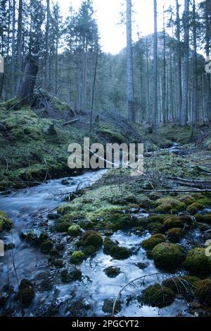 un corso d'acqua à un bosco di montagna Banque D'Images