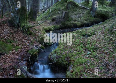 un corso d'acqua à un bosco di montagna Banque D'Images