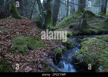 un corso d'acqua à un bosco di montagna Banque D'Images