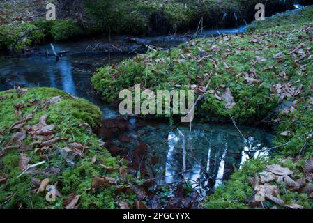 un corso d'acqua à un bosco di montagna Banque D'Images