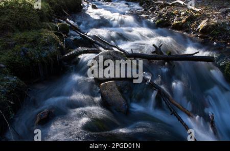 un corso d'acqua à un bosco di montagna Banque D'Images