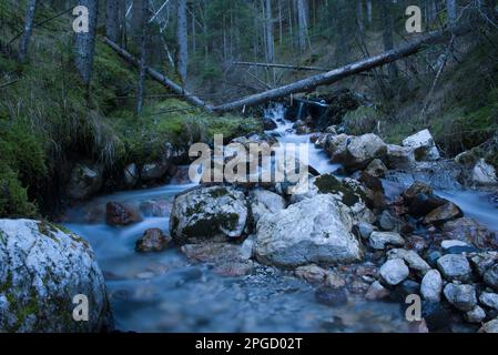 un corso d'acqua à un bosco di montagna Banque D'Images