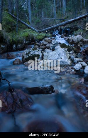 un corso d'acqua à un bosco di montagna Banque D'Images