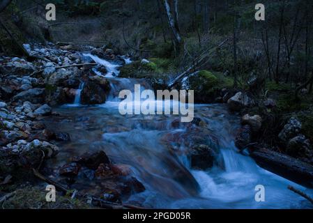 un corso d'acqua à un bosco di montagna Banque D'Images