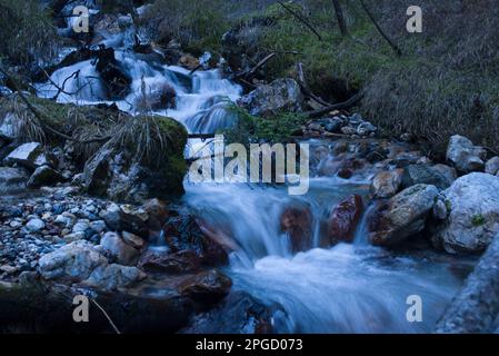 un corso d'acqua à un bosco di montagna Banque D'Images