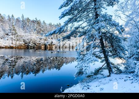 Une scène d'hiver à couper le souffle d'un lac tranquille entouré de pins enneigés, reflétant le ciel bleu dans sa surface vivitreuse gelée. Banque D'Images