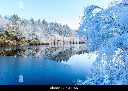 Une scène d'hiver à couper le souffle d'un lac tranquille entouré d'arbres enneigés, reflétant le ciel bleu dans sa surface vivivifiante gelée. Banque D'Images