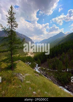 L'épicéa solitaire sur la toile de fond du panorama des montagnes sous les nuages de la vallée de Chuyav dans l'Altaï en Sibérie en automne. Banque D'Images