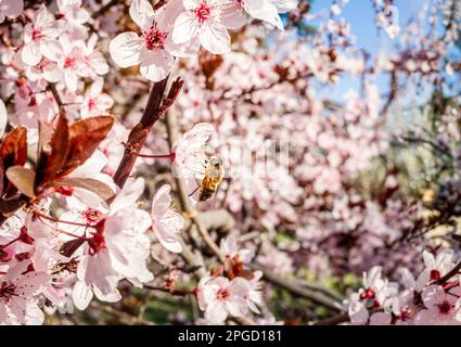 Abeille collectant le pollen de fleur d'amande. Banque D'Images