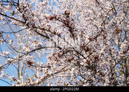 Nouveau-né , fleur de Sakura de nouveau-né et Un arbre de sakura et des branches de sakura, bourgeons Banque D'Images