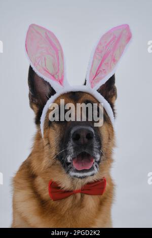 Le Berger allemand porte des oreilles de lapin de Pâques roses sur la tête. Chien en costume de lièvre contre ciel gris nuageux. Regarde avec un visage et un sourire joyeux. Concept Banque D'Images