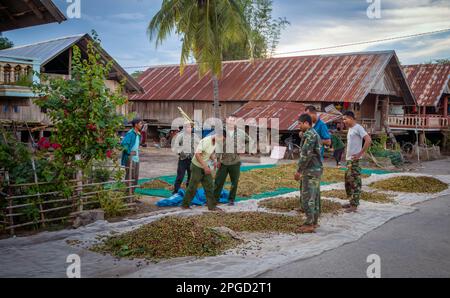 Un groupe d'hommes de minorités ethniques de Mnong inspecte des cerises fraîchement cueillies mises au sec à Buon Jun, lien son, Vietnam. Banque D'Images
