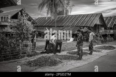 Un groupe d'hommes de minorités ethniques de Mnong inspecte des cerises fraîchement cueillies mises au sec à Buon Jun, lien son, Vietnam. Banque D'Images