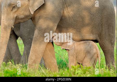 Succion de veau d'éléphant Banque D'Images