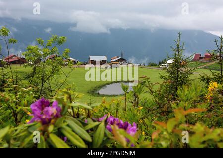 PLATEAU DE BADARA à Rize, Turquie. Ce plateau est situé dans le district de Camlihemsin dans la province de Rize. Région des montagnes de Kackar. Banque D'Images