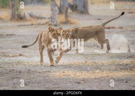 2 lionesses, (Panthera leo), jouent à la lutte. Un animal attaque l'autre lion féminin. Okavango Delta, Botswana, Afrique Banque D'Images