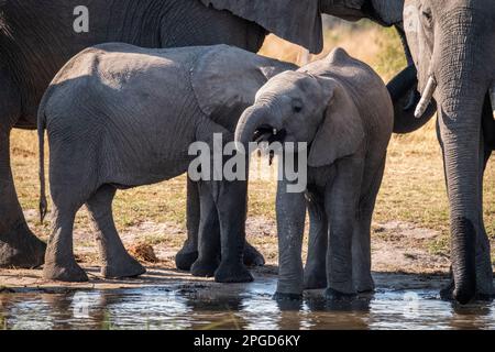 Bébé éléphant, (Loxodonta africana), à l'eau potable du trou d'eau. Le petit animal sauvage est entre 2 éléphants d'Afrique adultes. Delta d'Okavango, Botswana Banque D'Images