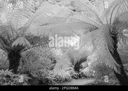 New Zealand Tree Ferns: Dicksonia antarctique. Infrarouge. Banque D'Images