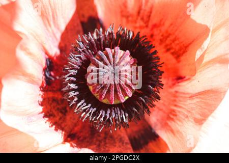 Fleur de pavot orientale gros plan sur les étamines et le pistil. Pétales de couleur corail. Banque D'Images
