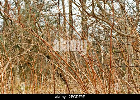 LA RIGOLE JAPONAISE Reynoutria japonica pousse entre les arbres les tiges mortes brunes envahissantes de la plante en hiver Banque D'Images