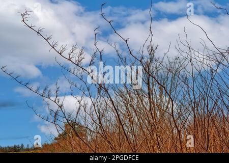 LE NOUED JAPONAIS Reynoutria japonica de grandes tiges et des fleurs de la plante ininvasive brune morte sans feuilles en hiver Banque D'Images