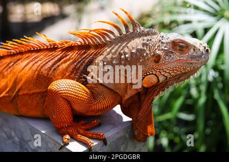 Iguana orange au parc - iguana dormant Banque D'Images