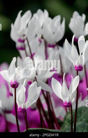 Fleuristes Cyclamen, cyclamen perse, Cyclamen persicum, blanc, violet, Fleurs du début Banque D'Images