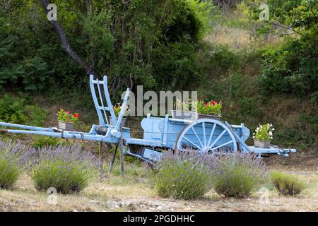 Chariot en bois bleu avec lavandes en Provence, France Banque D'Images