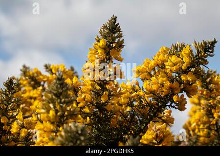 ulex gorse en pleine fleur jaune Newtownabbabbabbabbabbabbabbabbabbabbabbatiale Banque D'Images