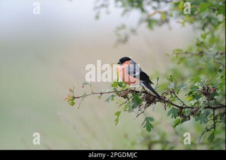 Magnifique Bullfinch eurasien coloré au printemps, coloré, bien connu et chant commun oiseau partout en Europe. Banque D'Images