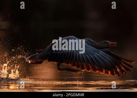 juste loin d'ici... L'oie des graylag ( Anser anser ) qui s'envole de la surface de l'eau, s'envole Banque D'Images