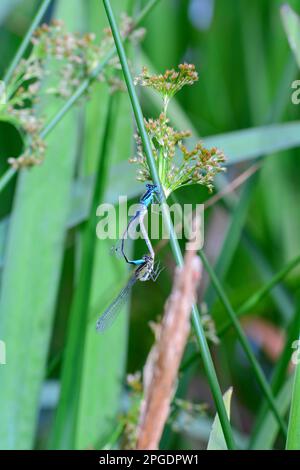 Deux libellules de plumes ( Platycnemis pennipes ) qui se coupent à une lame d'herbe Banque D'Images