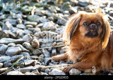 Un chien mignon (spaniel tibétain) profite du soleil sur les rochers au bord de l'eau. Banque D'Images