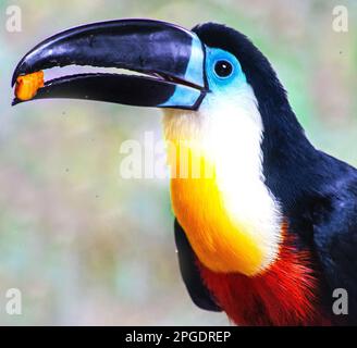 Gros plan d'un toucan avec de la nourriture dans son bec, Afrique du Sud Banque D'Images