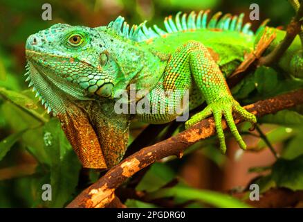 Gros plan d'un iguana vert sur une succursale, Afrique du Sud Banque D'Images