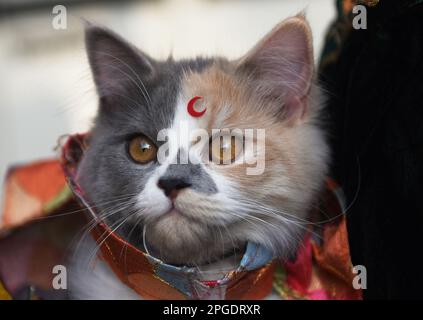 Mumbai, Maharashtra, Inde. 22nd mars 2023. Un chat perse est vu lors d'une procession pour marquer 'Gudi Padwa' ou le nouvel an Maharashtrian à Mumbai, Inde, 22 mars 2023. (Credit image: © Indranil Aditya/ZUMA Press Wire) USAGE ÉDITORIAL SEULEMENT! Non destiné À un usage commercial ! Banque D'Images