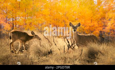 Deux cerfs de Virginie qui bissent près d'une forêt de tremble en automne, Big Pine, Inyo County, Californie, États-Unis Banque D'Images